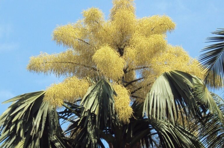 Haiman-el-troudi-palma-de-ceilan-la-mayor-florescencia-del-mundo-adorna-al-jardin-botanico-03