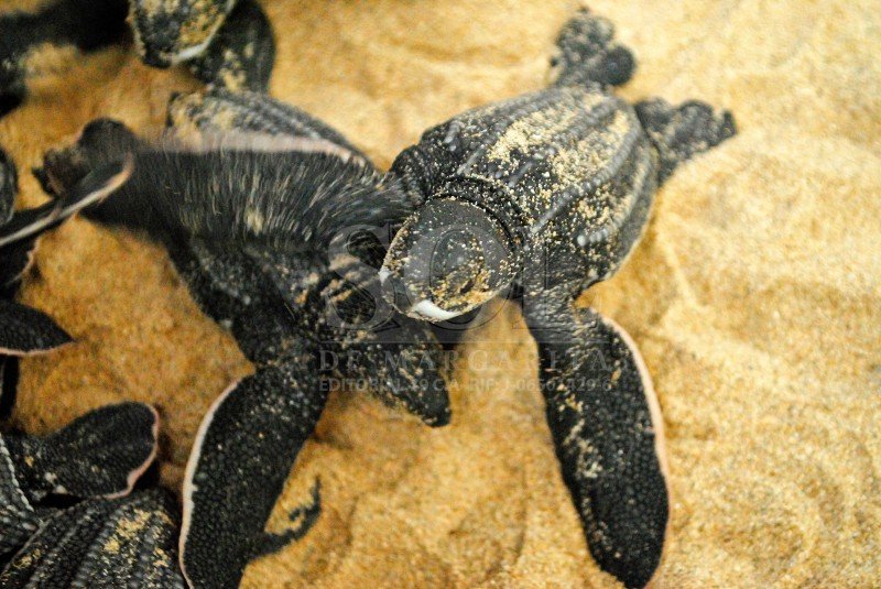 Liberacion-de-Tortugas-_7_
