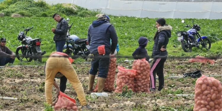 Productores-de-papa-1068x601-1-750x375
