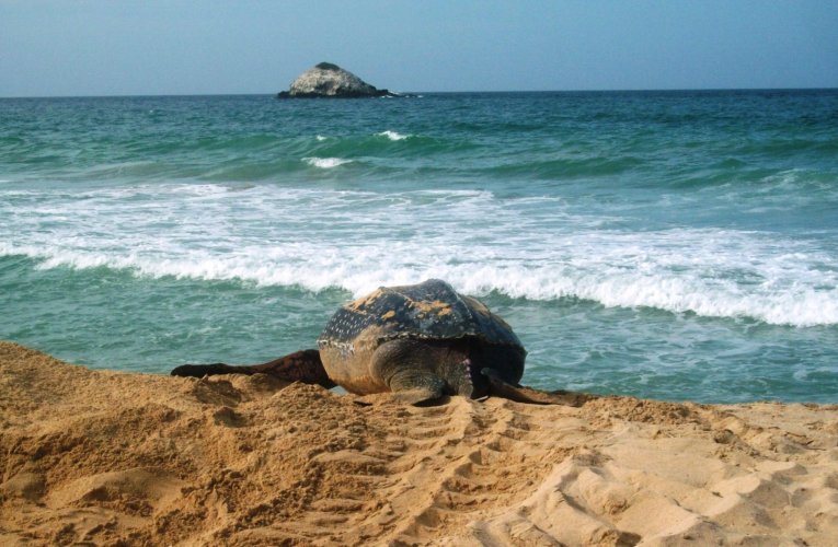 foto_1_tortuga-cardon-cortesia_minec