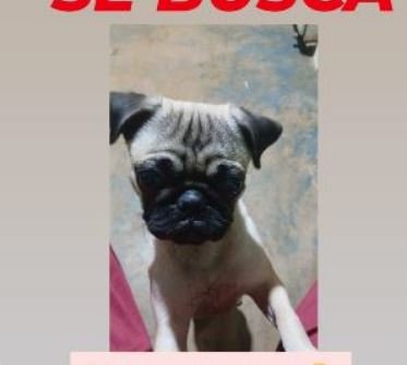 perraaaa
