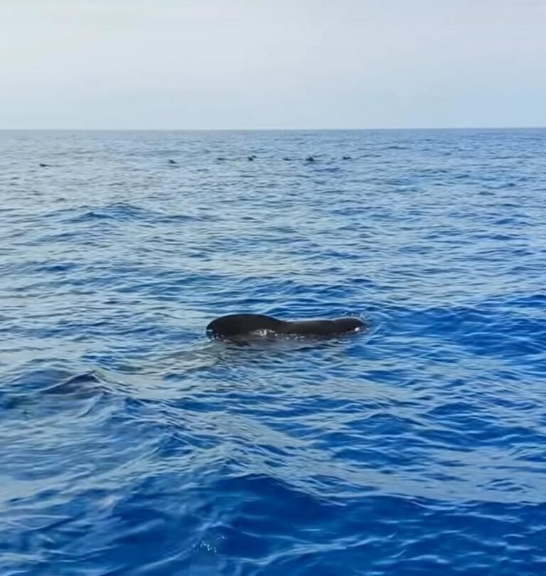 ballenas