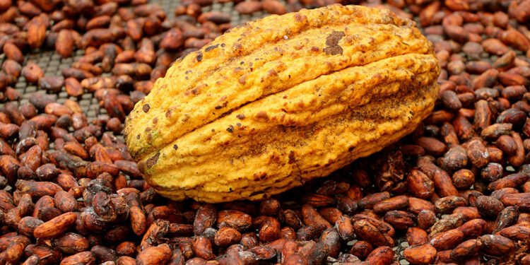 Cacao-750x375