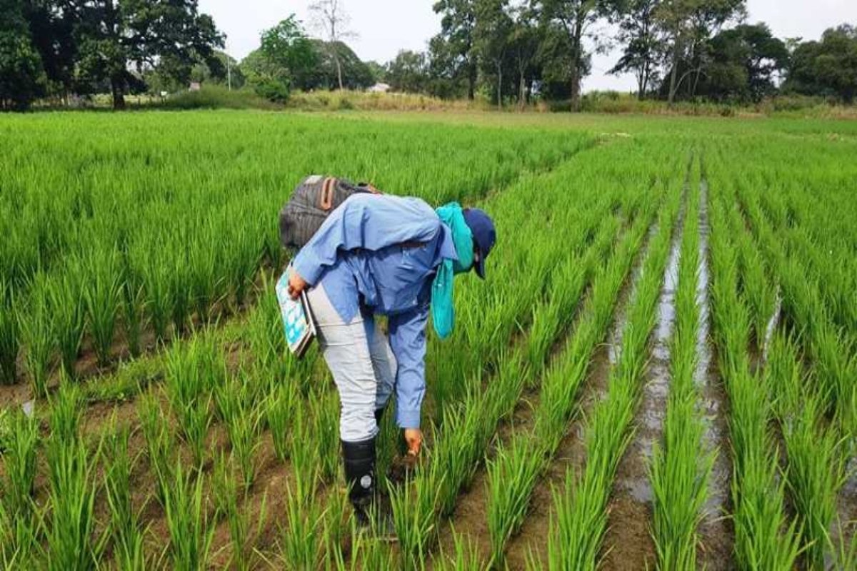 Produccion-de-Arroz-impulsa-la-diversidad-economica-en-Guarico