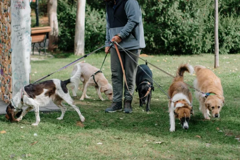 paseadores-de-perros-1200x800.jpg