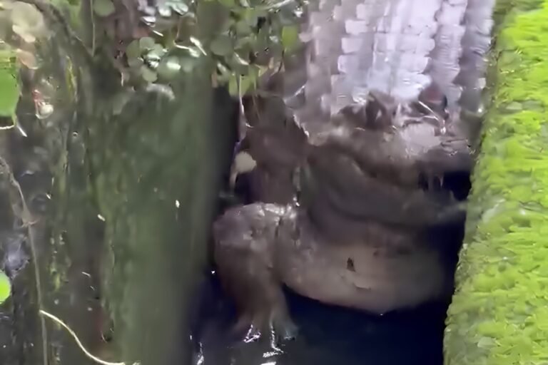 caiman-en-el-hatillo